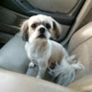 Meet your Posher, Sammy